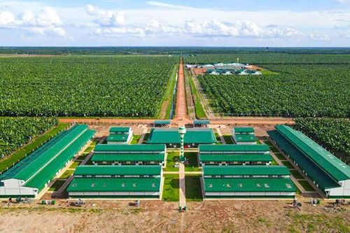 THACO AGRI và ICD Tân Cảng - Long Bình bị phạt vì vi phạm công bố thông tin