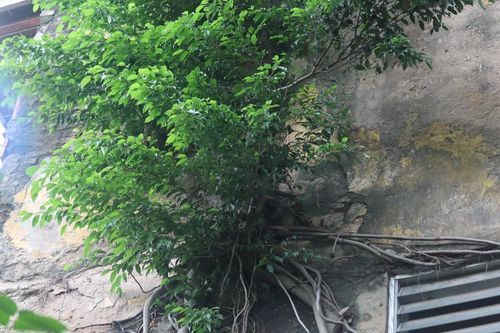 Phóng sự ảnh: Chuẩn bị đổi diện mạo các khu tập thể cũ ở Hà Nội