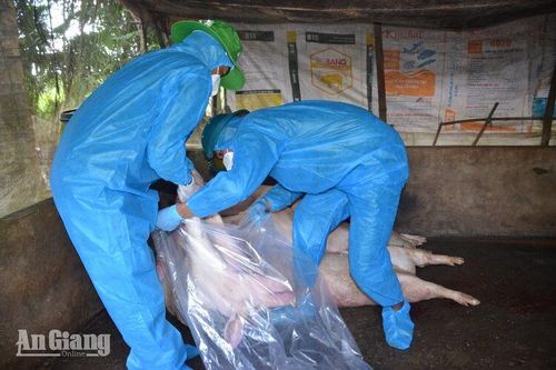 An Giang thành lập 3 tổ phản ứng nhanh phòng, chống dịch tả heo châu Phi