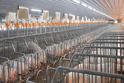 Quản lý môi trường, hướng tới chăn nuôi bền vững
