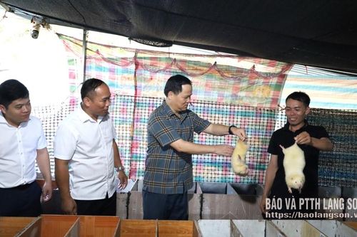 Mở hướng sinh kế ở vùng khó Thiện Hòa