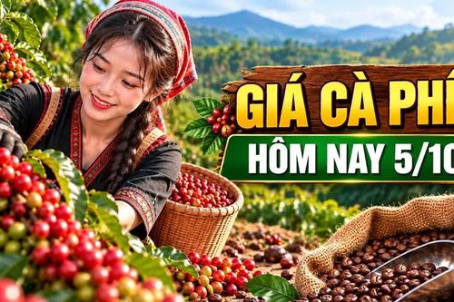 Giá cà phê hôm nay 5/10: Trong nước ổn định, Robusta giữ mức 3.469 USD/tấn