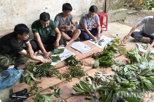 Bảo tồn nguồn gen cây dược liệu