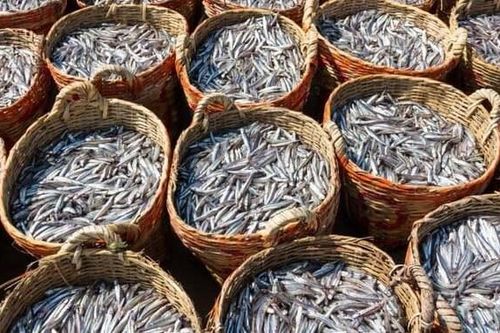 Chủ tàu cá từ chối nhận chuyển khoản, Cục Thuế nói gì?