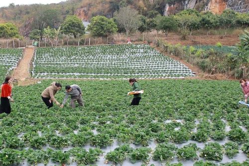 Nông nghiệp công nghệ cao phải giải bài toán đầu ra và hiệu quả đầu tư