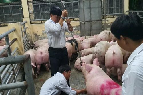 Triệt phá đường dây sử dụng chất cấm trong chăn nuôi quy mô đặc biệt lớn