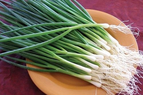 Thứ rau gia vị nhà nào cũng dùng, trồng hơn 1 tháng đã được hái, một lần xuống giống thu 2-3 lứa, có lúc 80.000 đồng/kg