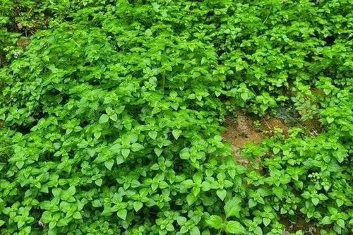 Loại rau dại chỉ ưa những dòng suối mát, xưa hái chẳng mất tiền nay thành đặc sản 60.000 đồng/kg