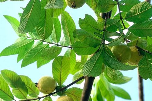 Loại quả quê xưa nhiều nhà trồng trong vườn, chín vàng thơm nức, nay ngày càng hiếm, muốn mua phải chờ đúng mùa