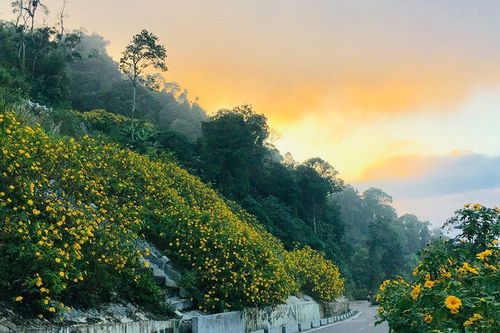5 mùa hoa đẹp nhất miền Bắc những tháng cuối năm, có nơi cả cung đường nhuộm vàng, hồng rực rỡ