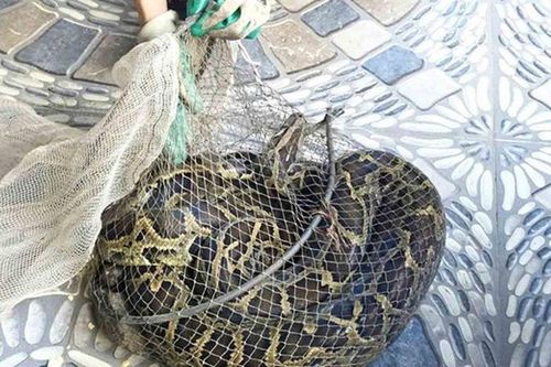 Hà Tĩnh: Đi thăm đồng thấy 'sinh vật lạ' nặng 9kg, người đàn ông lập tức báo công an