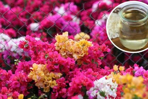 Dùng giấm tưới hoa giấy có 4 công dụng hữu ích ai cũng thích: Đó là gì?