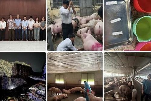 Công an TPHCM triệt phá đường dây 'vỗ béo' heo bằng chất độc hại, đã bán ra thị trường hơn 10.000 tấn heo