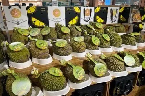 Malaysia tăng tốc giành thị phần sầu riêng tại Trung Quốc, thách thức vị thế của Thái Lan
