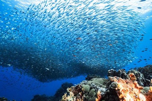 Bảo vệ hệ sinh thái biển và đất ngập nước trước sức ép phát triển và biến đổi khí hậu