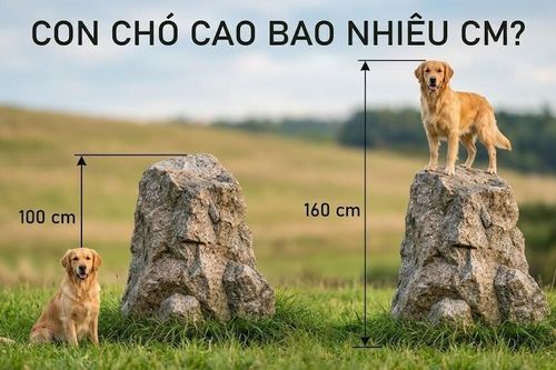 Bài toán: Chó cưng cao bao nhiêu cm?