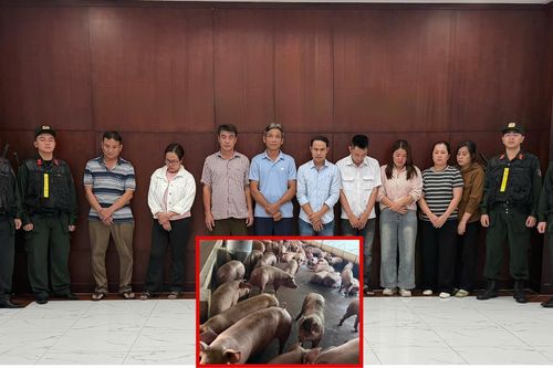Triệt phá đường dây đưa hơn 10.000 tấn heo nhiễm chất cấm ra thị trường