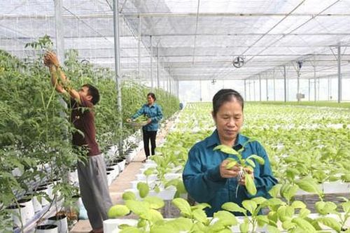 Hà Nội phấn đấu thành lập mới từ 150 hợp tác xã năm 2027