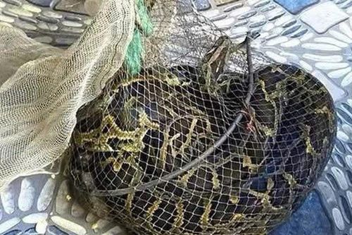 Người dân bắt được trăn đất nặng 9kg khi thăm đồng