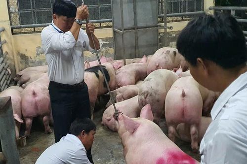 Hơn 10.000 tấn heo dùng chất cấm đã được đưa ra thị trường