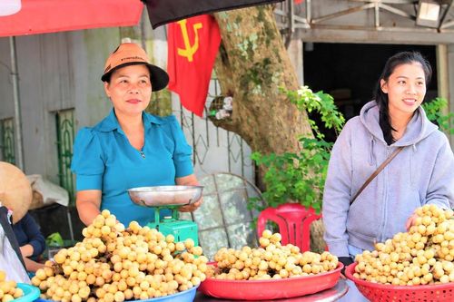 Được mùa bòn bon