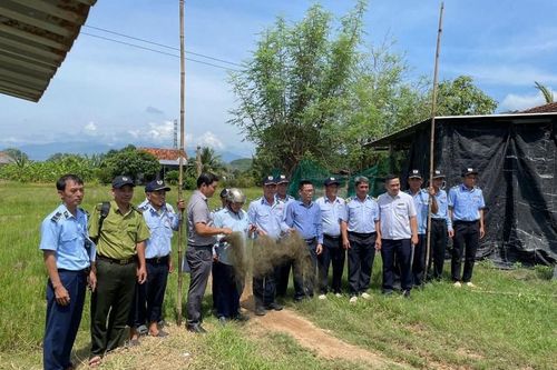 Khánh Hòa: Tình trạng bẫy chim trời vẫn hoành hành