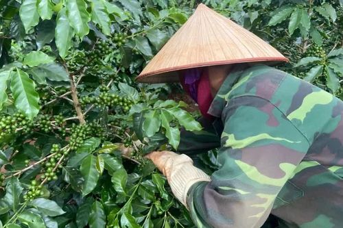 Thúc đẩy chuyển đổi vùng trồng cà-phê Tây Bắc