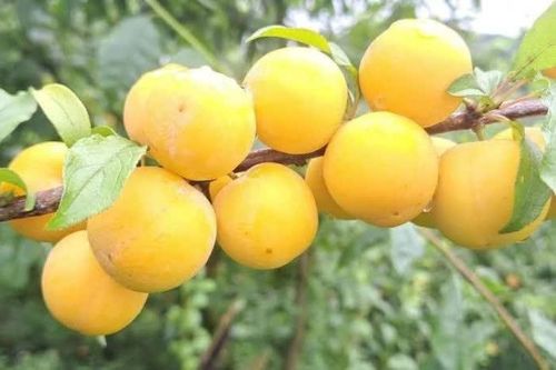 Người tiêu dùng Hà Nội săn đón giống mận vàng đặc sản Mộc Châu
