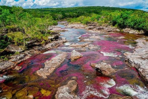 Caño Cristales – dòng sông ngũ sắc đẹp như bước ra từ hành tinh khác