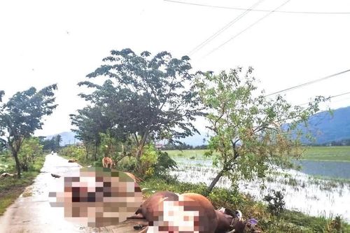 Dân thiệt hại vật nuôi chưa nhận hỗ trợ, 44 xã, phường xin hoàn trả 155 tỷ đồng
