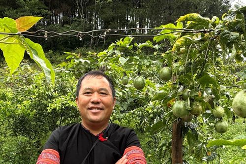 'Vắc-xin' củ riềng của người Mông và vườn sinh thái giữa rừng của cựu trưởng bản