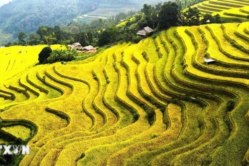 Sắc vàng dệt thu trên những thửa ruộng tại Tuyên Quang
