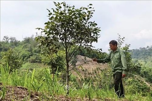 Những người lặng lẽ giữ 'lá chắn xanh' giữa mùa mưa