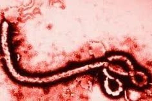 Kenya ghi nhận ca tử vong đầu tiên do virus Ebola