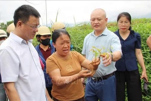 Lạng Sơn: Duy trì và phát triển khoảng 3.500 ha cây dược liệu