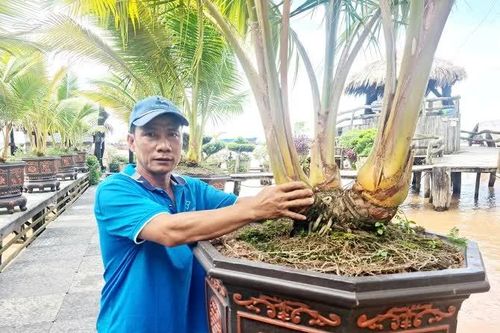 An Giang: Vườn dừa 3 ngọn trị giá hàng tỷ đồng nhưng chủ nhân không bán