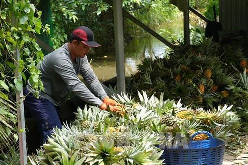 Nông nghiệp Đồng Tháp chuyển từ tăng sản lượng sang nâng giá trị