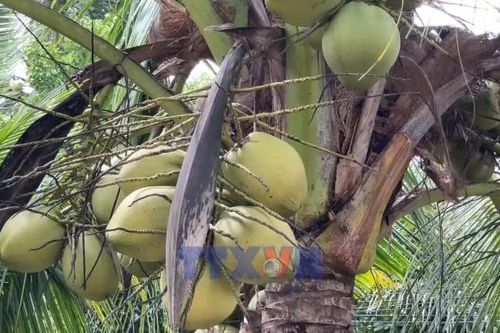Ứng dụng công nghệ nâng giá trị dừa sáp Vĩnh Long