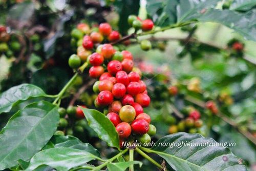 Cà phê Tây Bắc: Chuyển đổi để đáp ứng EUDR, nâng giá trị