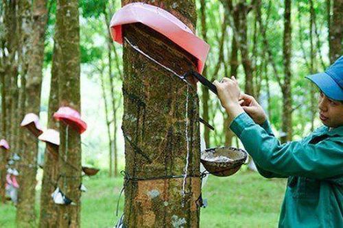 GVR gần hoàn thành kế hoạch lợi nhuận năm sau 9 tháng, nhưng quý III giảm mạnh