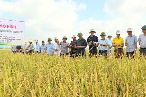 Bắc Ninh: Lúa Ngọc Nương 9 cho hiệu quả kinh tế cao hơn Bắc thơm số 7