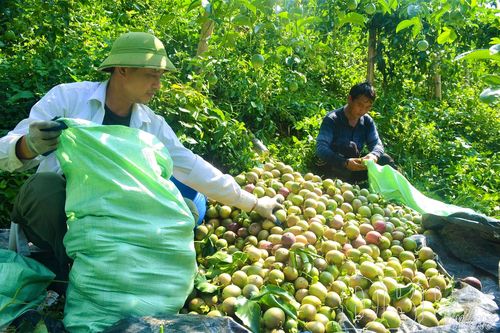 Mở hướng phát triển chanh leo bền vững