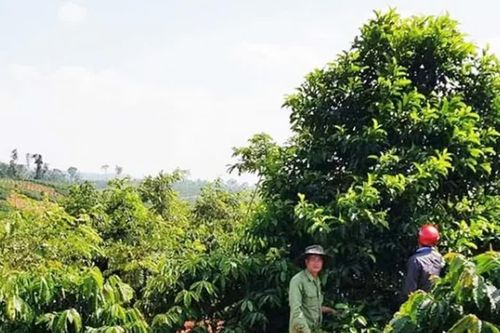 Hạt dổi rớt giá, người trồng tiến thoái lưỡng nan