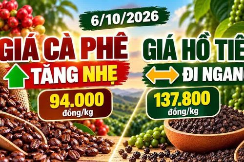 Giá cà phê, hồ tiêu hôm nay 6/10: Cà phê tăng, tiêu đi ngang