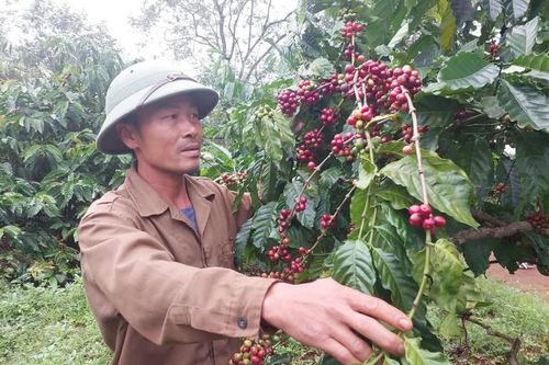 Nông dân Gia Lai thấp thỏm nỗi lo cà phê giảm năng suất