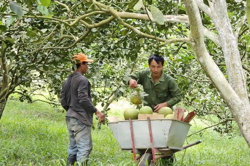 Sở Nông nghiệp và Môi trường đề nghị cấp xã tiếp nhận, quản lý các mã số vùng trồng