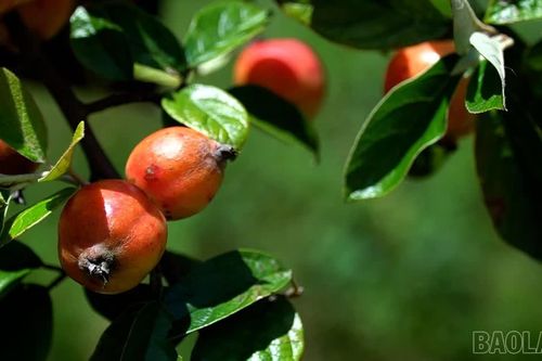 Sơn tra chín rộ, tạo nguồn sinh kế cho đồng bào Mông Nậm Có