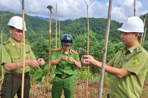 Xã Nghĩa Đô ra quân triệt phá các điểm bẫy bắt chim di cư