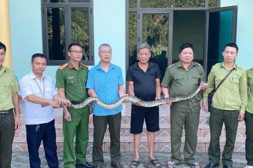 Xuân Quang: Người dân tự nguyện giao nộp cá thể trăn đất nặng 6,5 kg
