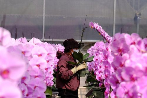 Lan Hồ điệp Lâm Đồng trước cơ hội vươn ra thế giới